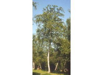 Msa betula pubescens 50 ml